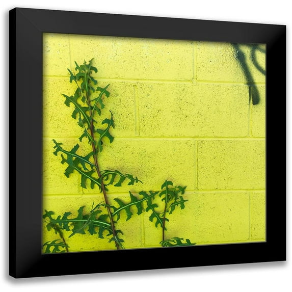 Popcorn 20x20 Black Modern Framed Museum Art Print Titled - Wilderness Redeems