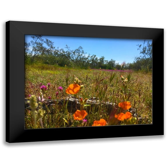 Popcorn 24x19 Black Modern Framed Museum Art Print Titled - Wildflowers XLVIIX
