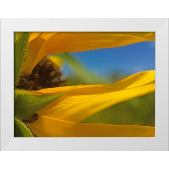 Popcorn 24x19 White Modern Wood Framed Museum Art Print Titled - Sunflower III