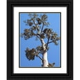 thumbnail image 1 of Popcorn 25x32 Black Ornate Wood Framed with Double Matting Museum Art Print Titled - Century Plant I, 1 of 4