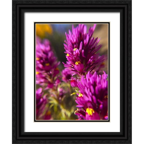 Popcorn 25x32 Black Ornate Wood Framed with Double Matting Museum Art Print Titled - Owl Clover I