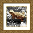 thumbnail image 1 of Popcorn 26x26 Gold Ornate Wood Framed with Double Matting Museum Art Print Titled - Horned Toad B-W c, 1 of 4
