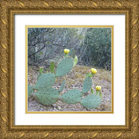 Popcorn 26x26 Gold Ornate Wood Framed with Double Matting Museum Art Print Titled - Wildflowers XX