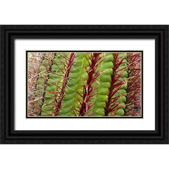 Popcorn 32x20 Black Ornate Wood Framed with Double Matting Museum Art Print Titled - Barrel Cactus