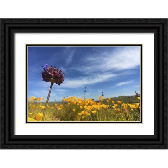 Popcorn 32x23 Black Ornate Wood Framed with Double Matting Museum Art Print Titled - Wildflowers XXXIII