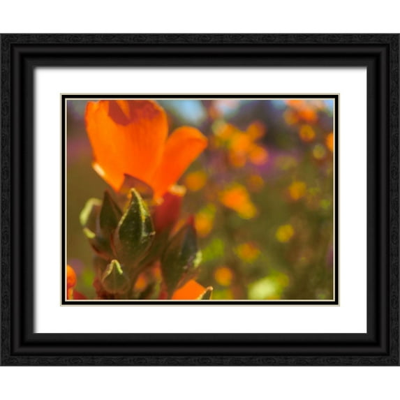 Popcorn 32x25 Black Ornate Wood Framed with Double Matting Museum Art Print Titled - Color Mood II: Globe Mallow