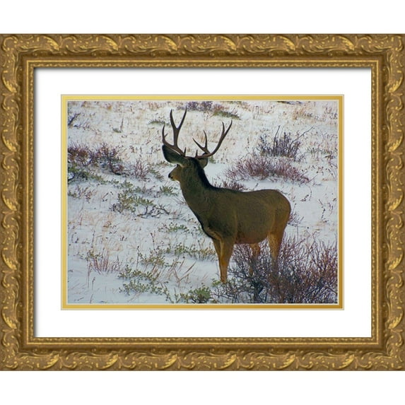 Popcorn 32x25 Gold Ornate Wood Framed with Double Matting Museum Art Print Titled - Estes Park 6: Bull Deer III