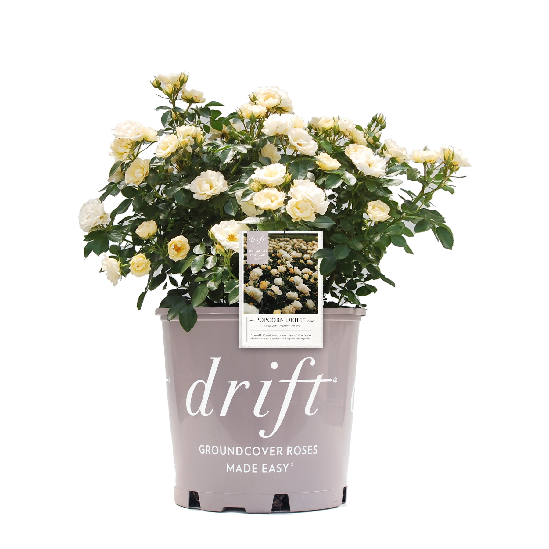 Popcorn Drift Rose (1 Gallon) Low-growing Yellow-White Blooming Groundcover Shrub - Full Sun Live Outdoor Plant