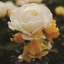Popcorn Drift Rose (1 Gallon) Low-growing Yellow-White Blooming Groundcover Shrub - Full Sun Live Outdoor Plant