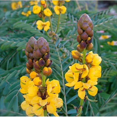Popcorn Senna Live Plant in 4 Inch Pot, Senna Didymobotrya, Rare Tropical Flowering Plant, Indoor Outdoor Ornamental Garden Plant in Nursery Pot