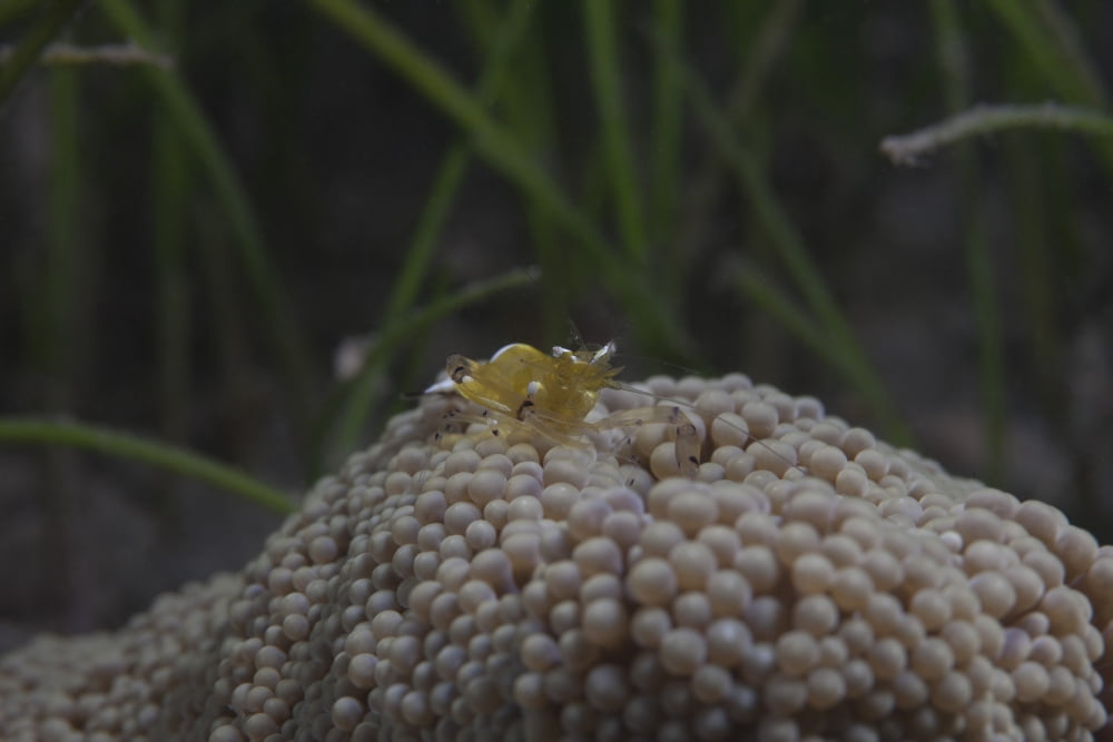Popcorn Shrmp on an anenome on a Fijian Reef Canvas Art - Terry MooreStocktrek Images (18 x 12)