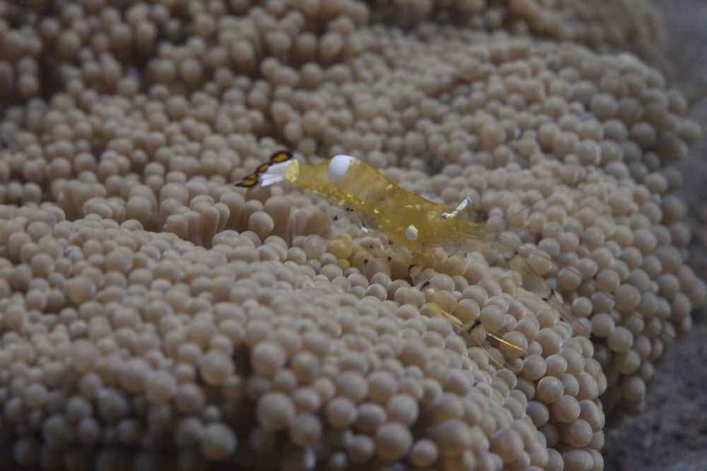Popcorn Shrmp on an anenome on a Fijian Reef Canvas Art - Terry MooreStocktrek Images (35 x 23)