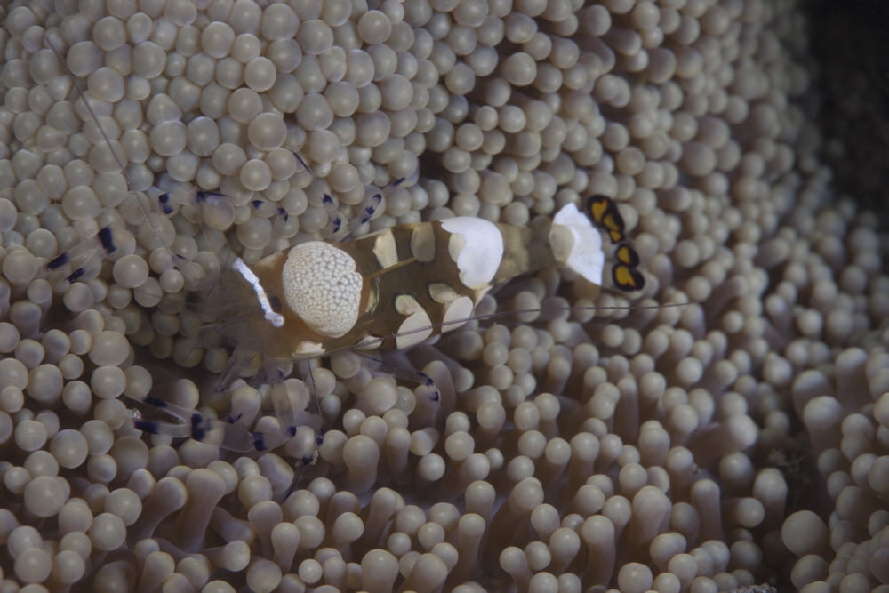 Popcorn shrimp on an anenome on a Fijian Reef Canvas Art - Terry MooreStocktrek Images (18 x 12)