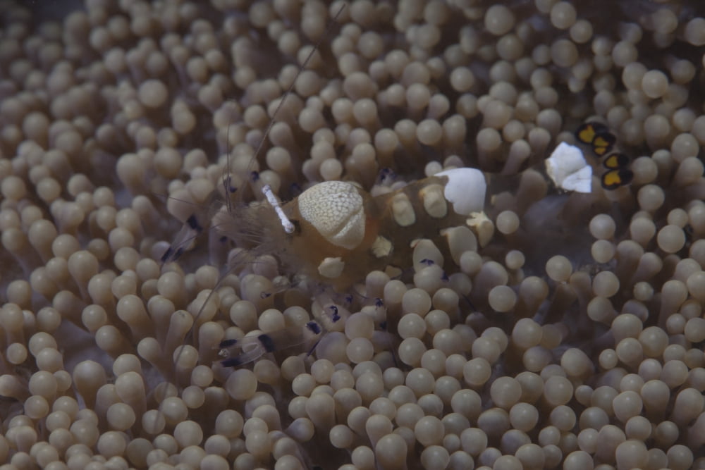 Popcorn shrimp on an anenome on a Fijian Reef Canvas Art - Terry MooreStocktrek Images (18 x 12)