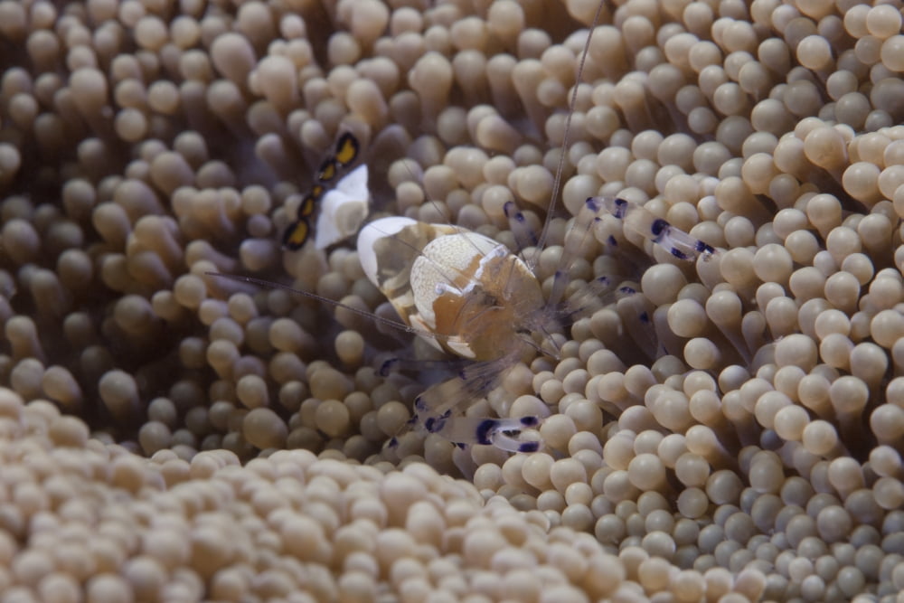 Popcorn shrimp on an anenome on a Fijian Reef Canvas Art - Terry MooreStocktrek Images (35 x 23)