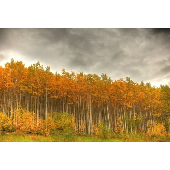 Poplar Forest In Autumn, Teslin, Yukon Poster Print (34 x 22)