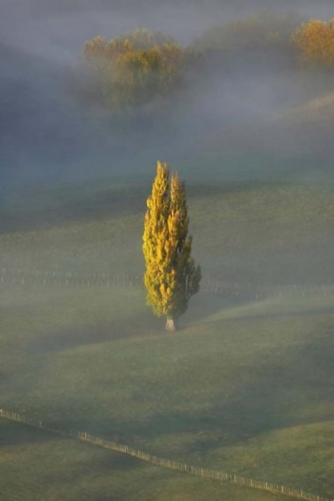 Poplar Tree Countryside North Island New Zealand Canvas Art - David Wall DanitaDelimont (11 x 17)