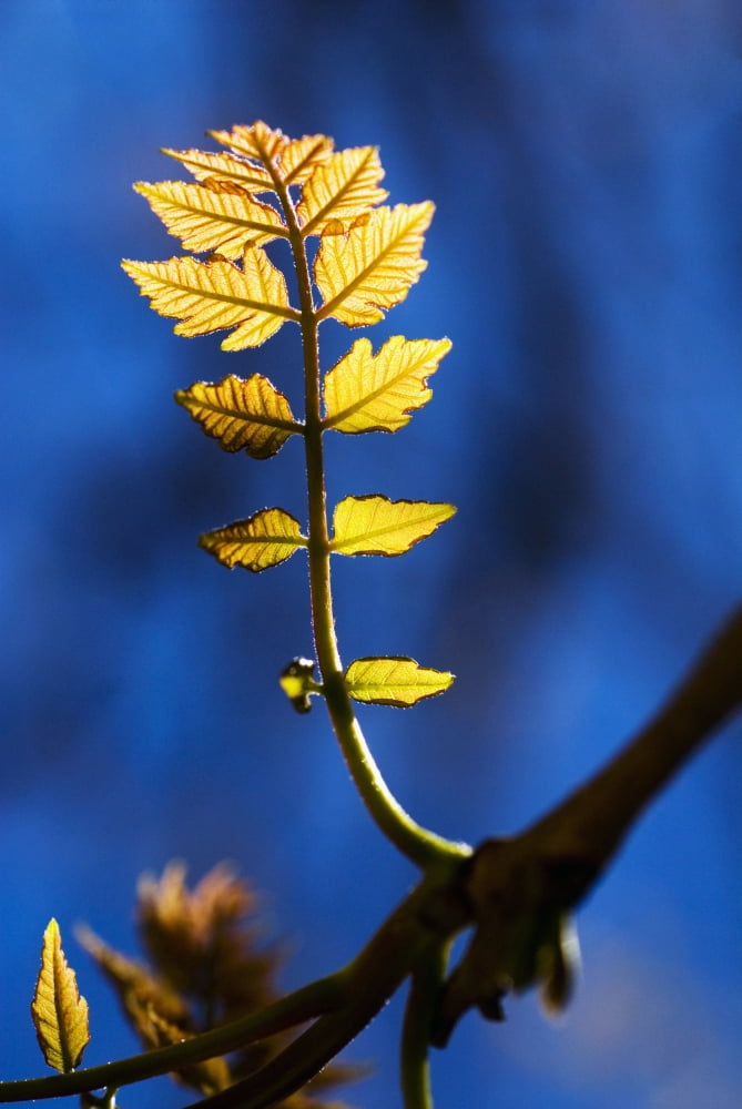 Poplar Tree Tiny New Yellow Leaves Growing From Branch Canvas Art - Ray Laskowitz Design Pics (11 x 17)