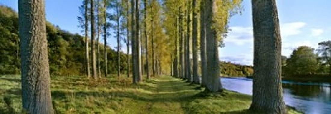 Poplar Treelined at the riverside River Tweed Maxton Newtown St Boswells Scotland Canvas Art - Panoramic Images (18 x 7)