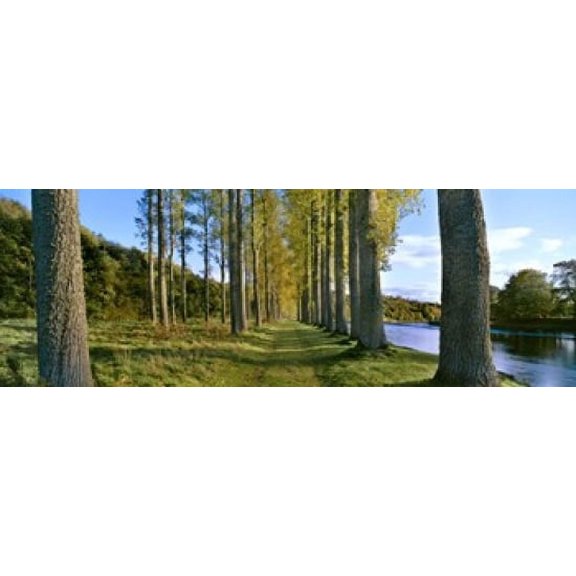 Poplar Treelined at the riverside, River Tweed, Maxton, Newtown St. Boswells, Scotland Poster Print (18 x 7)