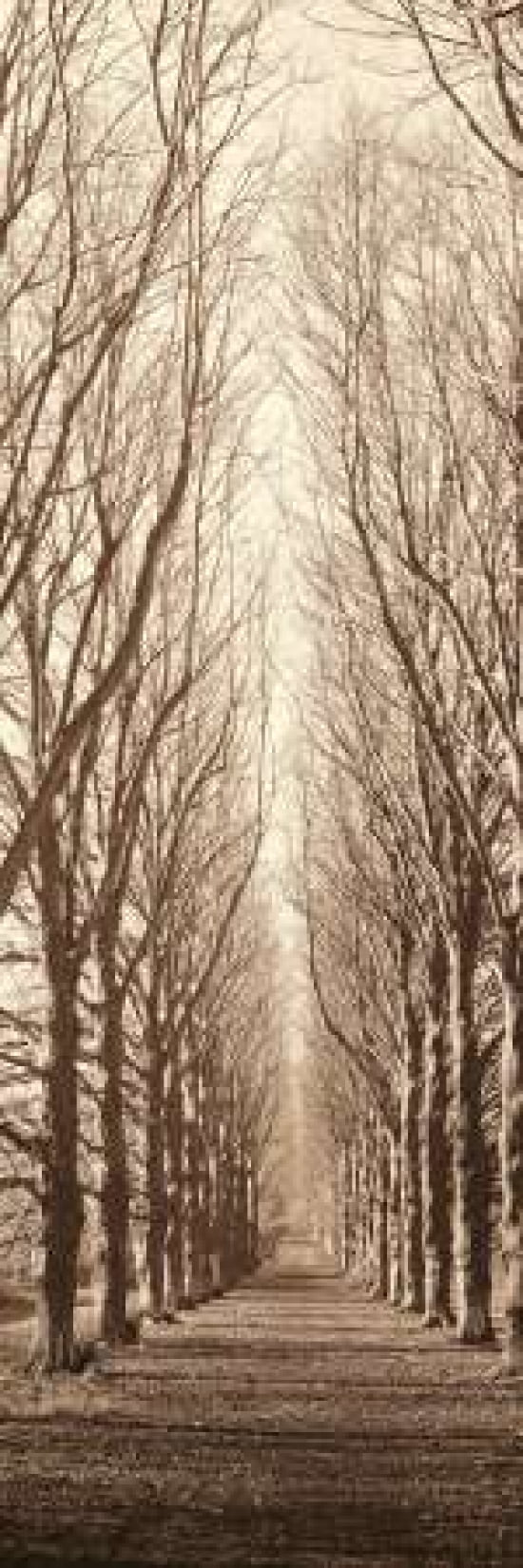 Poplar Trees Canvas Art - Alan Blaustein (12 x 36)