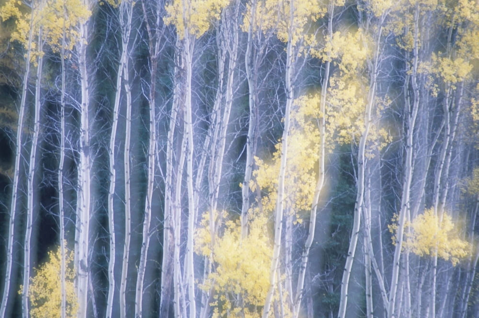 Poplar Trees In Autumn Grey Creek Pass East Kootenays British Columbia Canada Canvas Art - Kari Medig Design Pics (17 x 11)