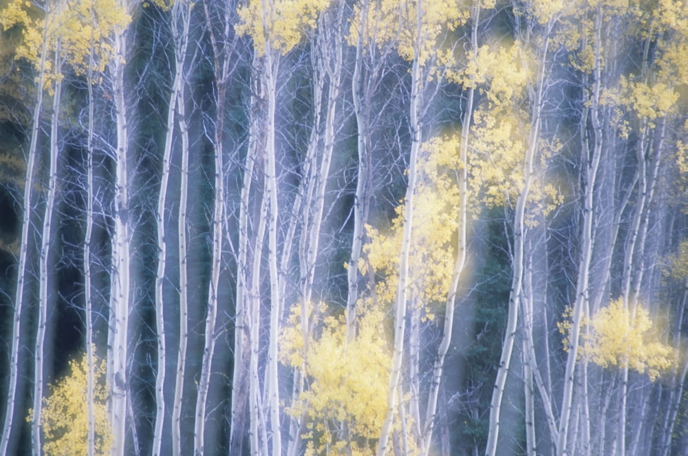 Poplar Trees In Autumn Grey Creek Pass East Kootenays British Columbia Canada Canvas Art - Kari Medig Design Pics (34 x 22)