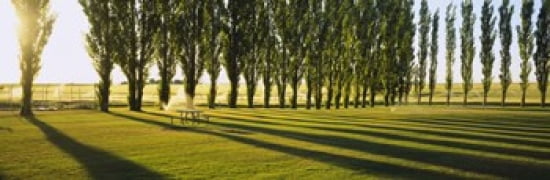 Poplar Trees Near A Wheat Field Twin Falls Idaho USA Canvas Art - Panoramic Images (36 x 12)