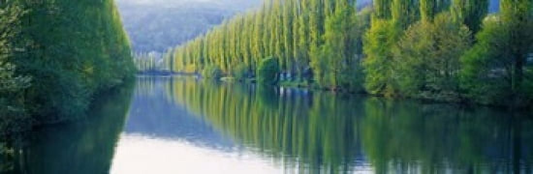 Poplar Trees On River Aare Near Canton Aargau Switzerland Canvas Art - Panoramic Images (18 x 6)