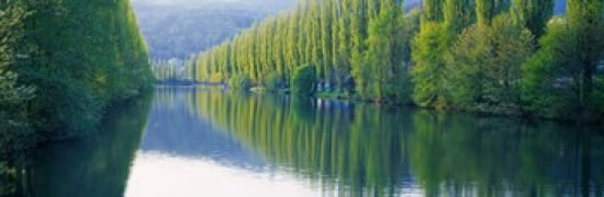Poplar Trees On River Aare Near Canton Aargau Switzerland Canvas Art - Panoramic Images (36 x 12)