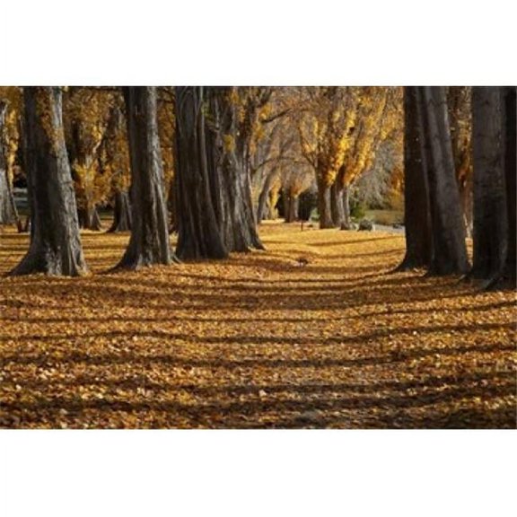 Poplar Trees in Autumn Lake Wanaka Otago South Island New Zealand Poster Print by David Wall