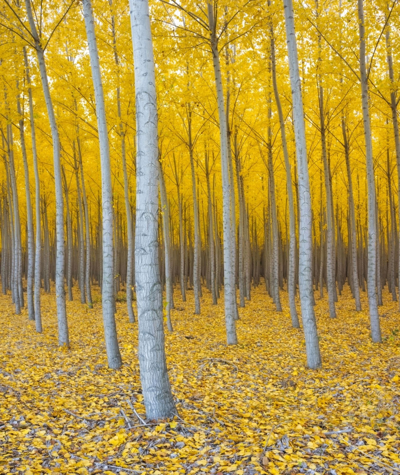 Poplar plantation in autumn near Irrigon Oregon USA Canvas Art - Panoramic Images (20 x 18)