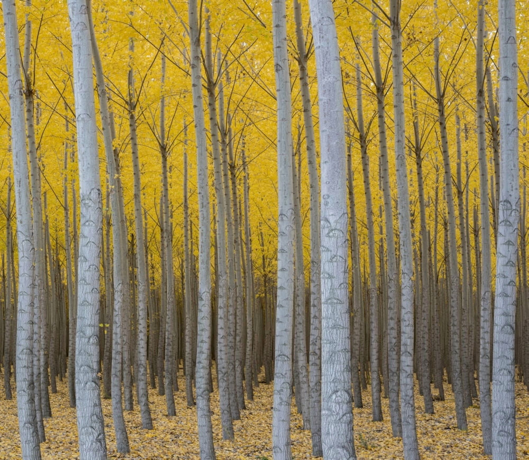 Poplar plantation in autumn near Irrigon Oregon USA Canvas Art - Panoramic Images (24 x 24)