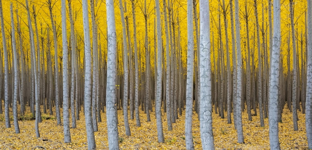 Poplar plantation in autumn near Irrigon Oregon USA Canvas Art - Panoramic Images (25 x 12)