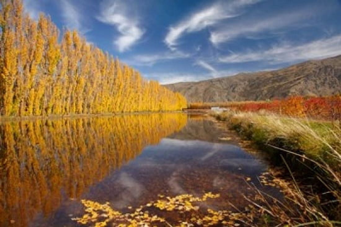 Poplar tree irrigation Otago South Island New Zealand Canvas Art - David Wall DanitaDelimont (36 x 24)