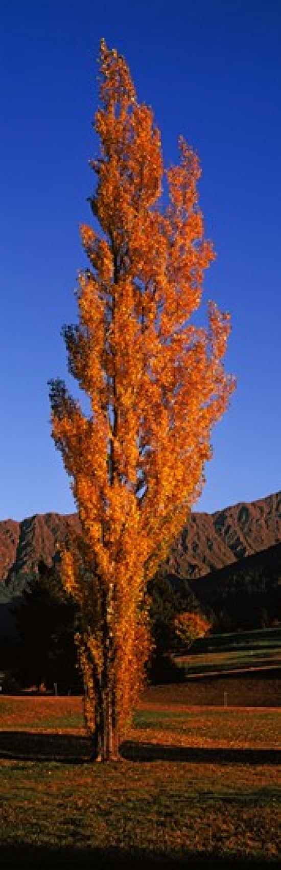 Poplar tree on Golf Course Queenstown South Island New Zealand Stretched Canvas - Panoramic Images (18 x 6)
