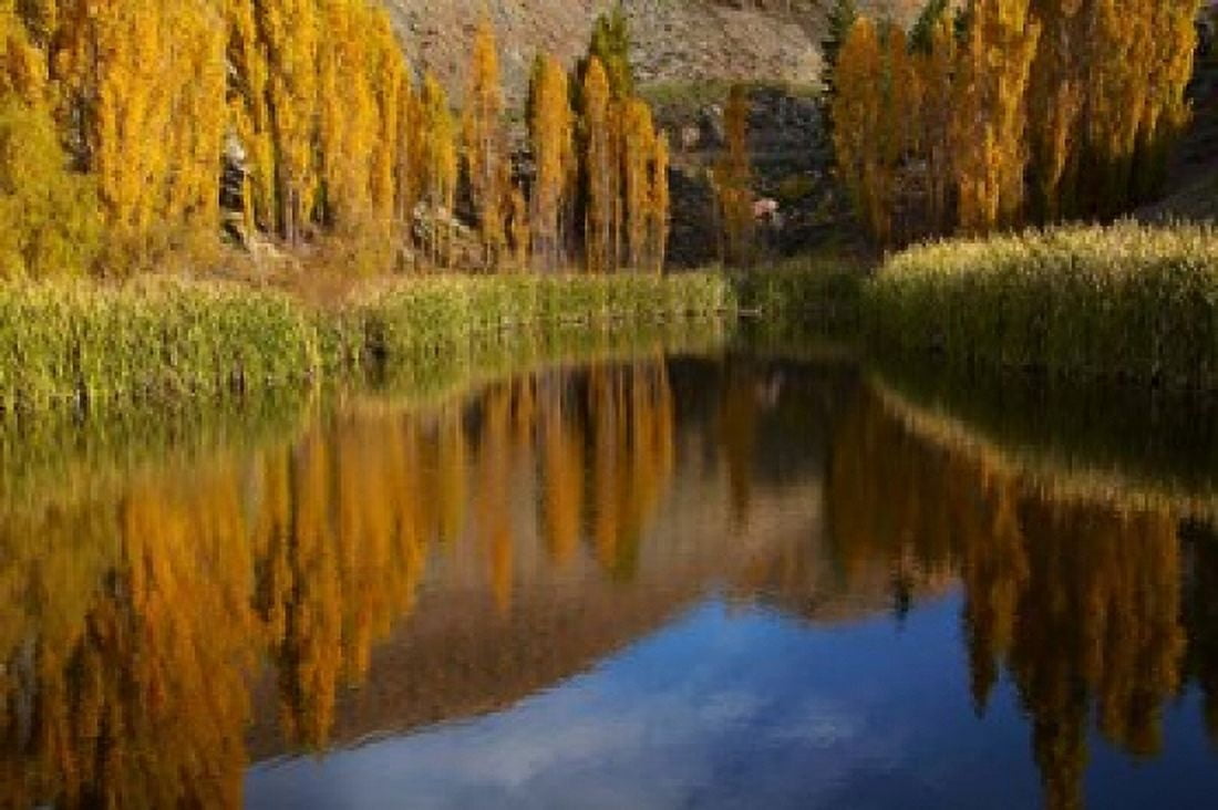 Poplar trees in Autumn Bannockburn Cromwell Central Otago South Island New Zealand Canvas Art - David Wall DanitaDelimont (29 x 19)