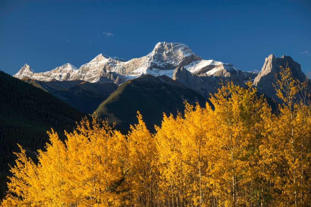 Poplar trees in autumn Mount Lougheed Kananaskis Country Alberta Canada Canvas Art - Panoramic Images (24 x 36)