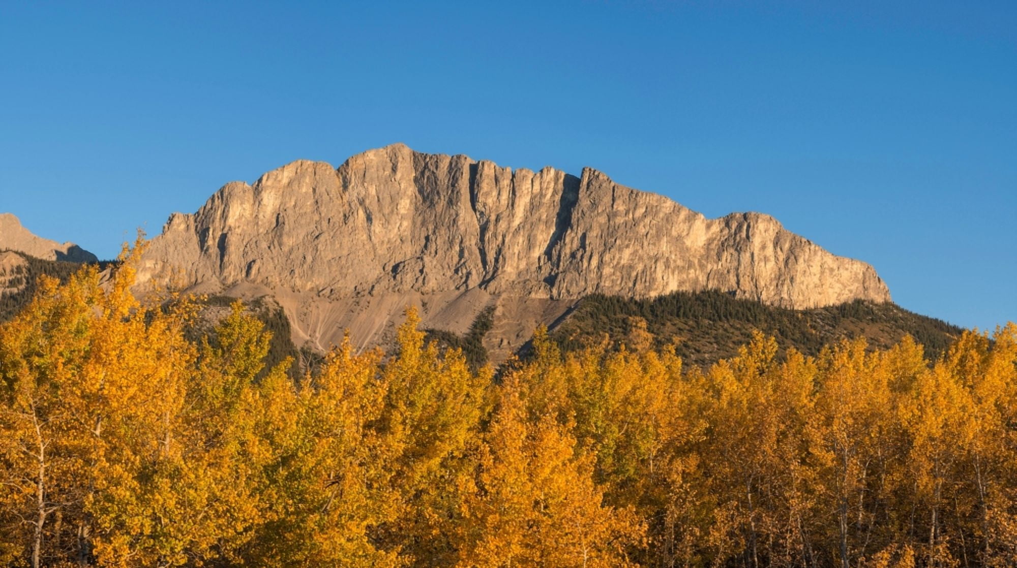 Poplar trees in autumn Mount Yamnuska Kananaskis Country Alberta Canada Canvas Art - Panoramic Images (14 x 24)