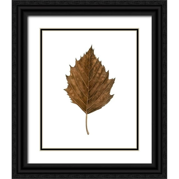 Popp, Grace 12x14 Black Ornate Wood Framed with Double Matting Museum Art Print Titled - Fall Leaf Study III