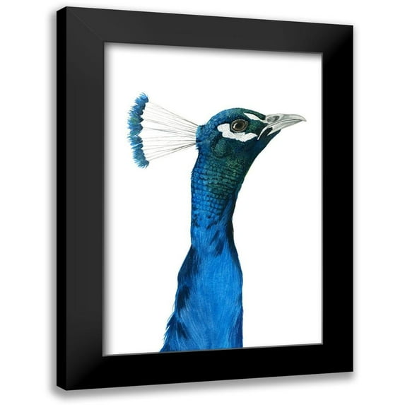 Popp, Grace 13x18 Black Modern Framed Museum Art Print Titled - Peacock Portrait I