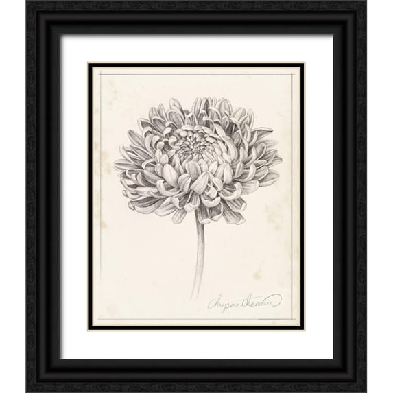 Popp, Grace 15x18 Black Ornate Wood Framed with Double Matting Museum Art Print Titled - Graphite Chrysanthemum Study II