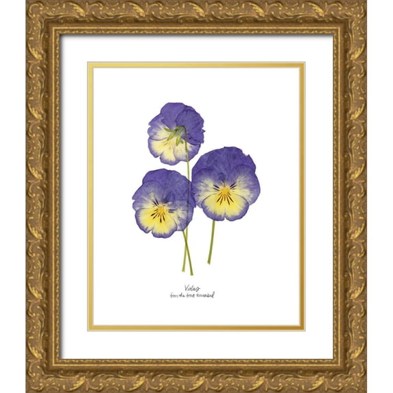 Popp, Grace 20x24 Gold Ornate Wood Framed with Double Matting Museum Art Print Titled - Pressed Violas I