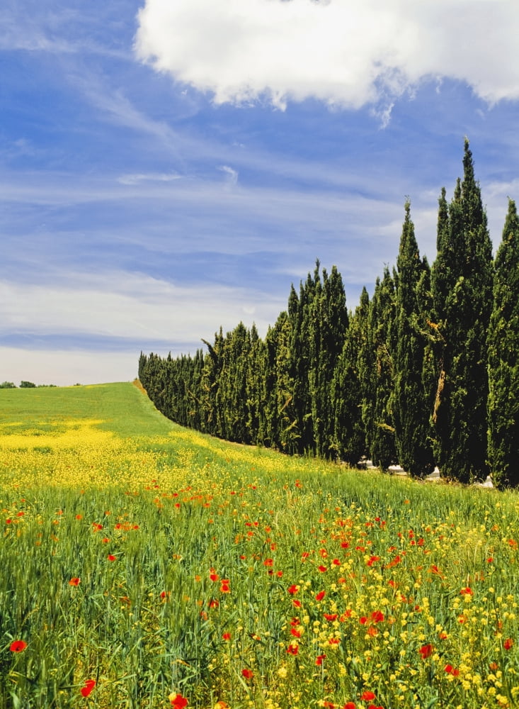 Poppies And Wild Flowers In Wheat Field Beside Line Of Cypress Trees Canvas Art - Ian Cumming Design Pics (13 x 18)
