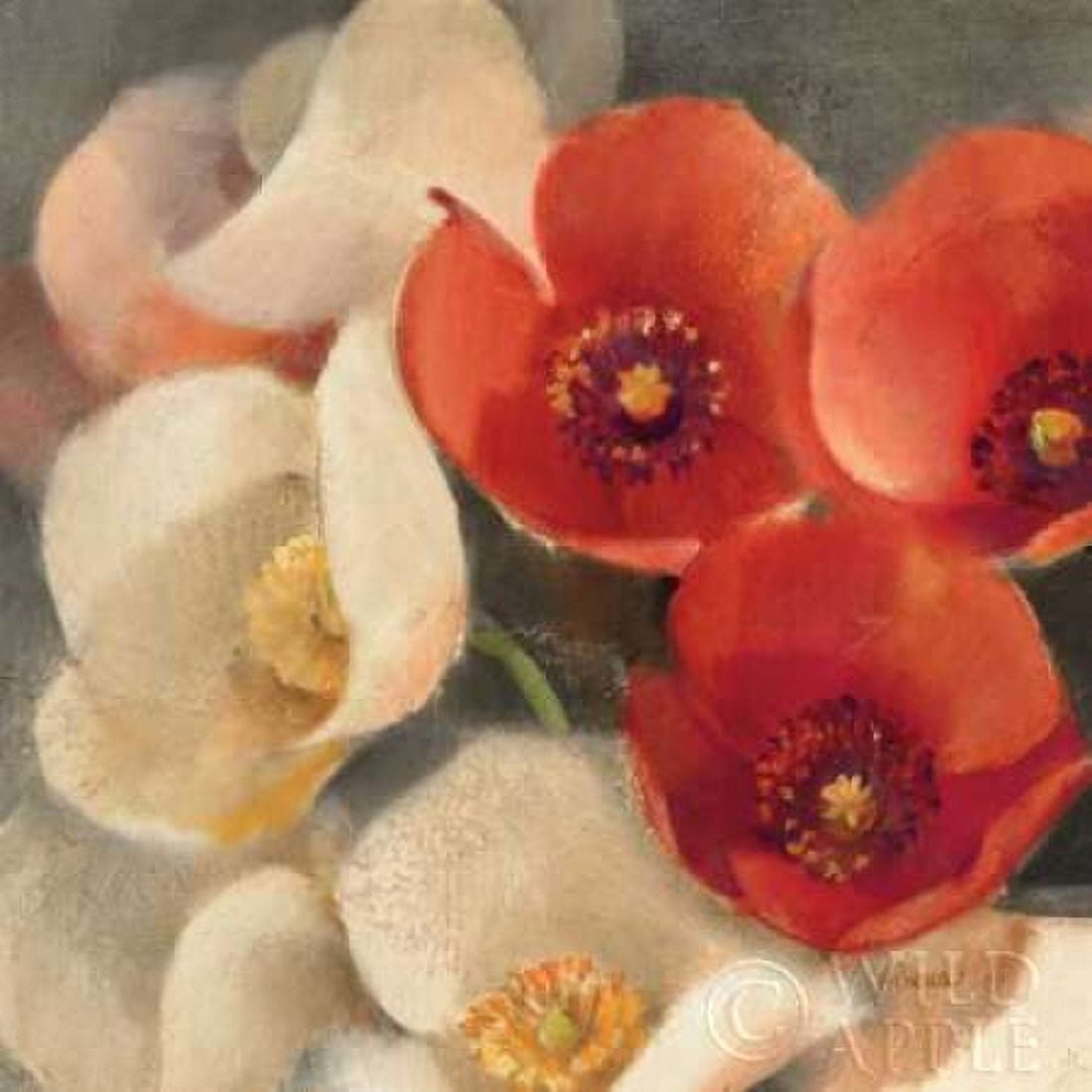 Poppies Bloom III Canvas Art - Albena Hristova (24 x 24)