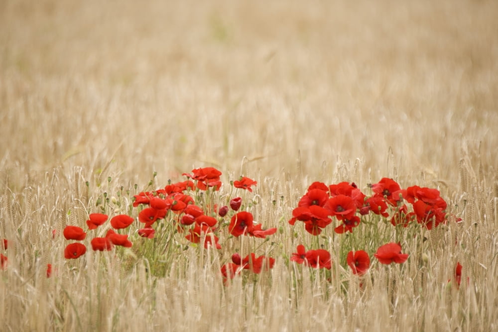 Poppies Growing Wild Canvas Art - John Short Design Pics (17 x 11)