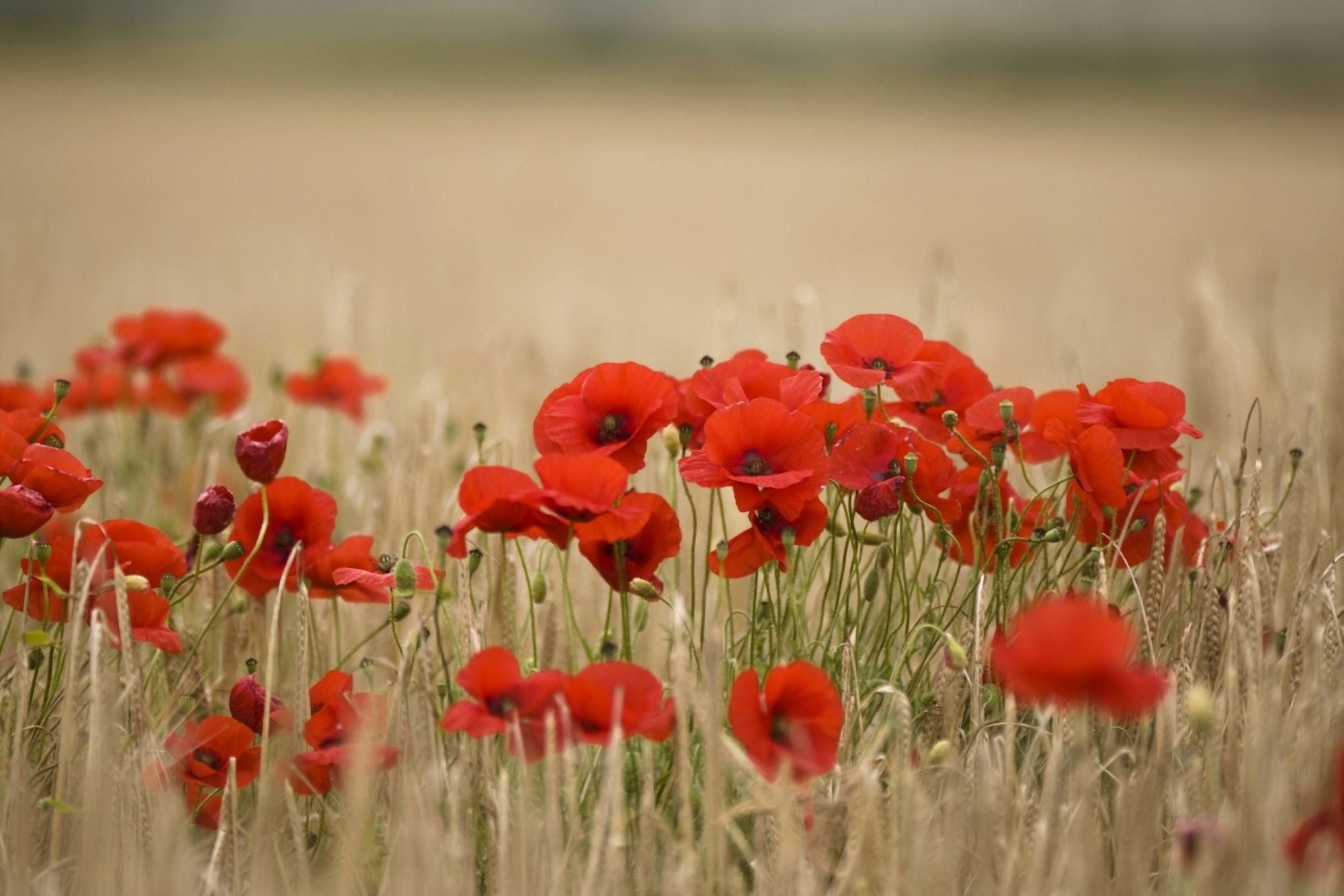 Poppies Growing Wild Canvas Art - John Short Design Pics (17 x 11)
