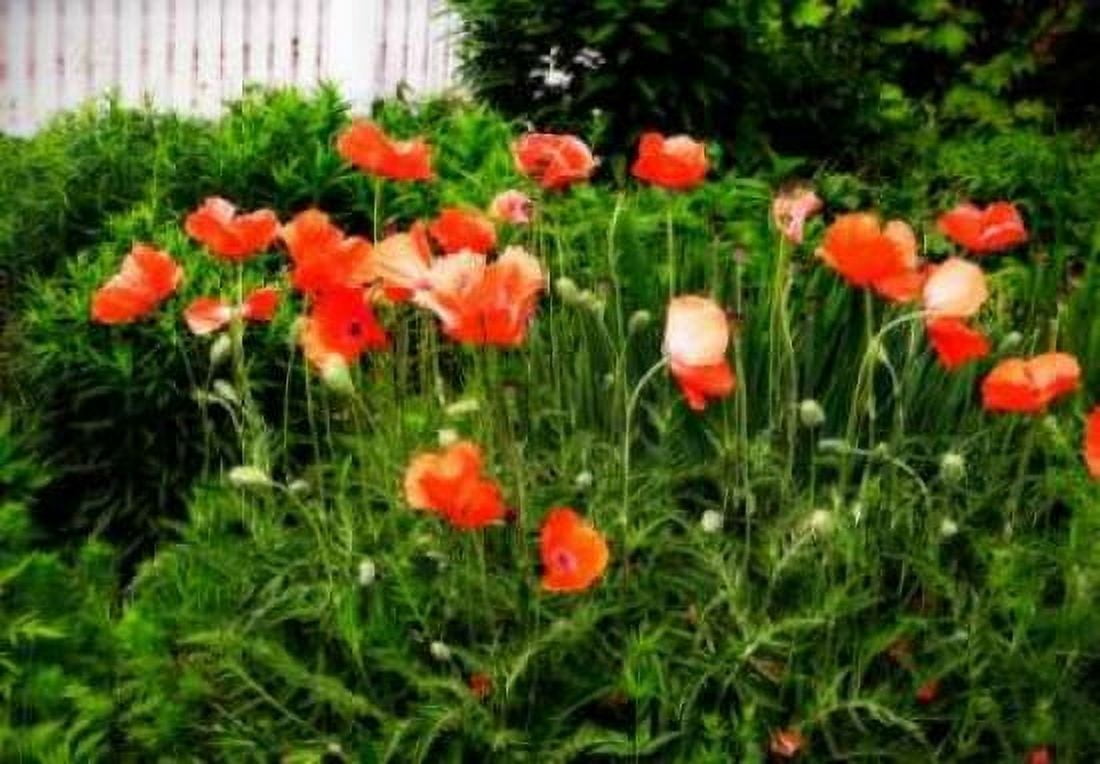 Poppies I Canvas Art - Alan Hausenflock (20 x 28)