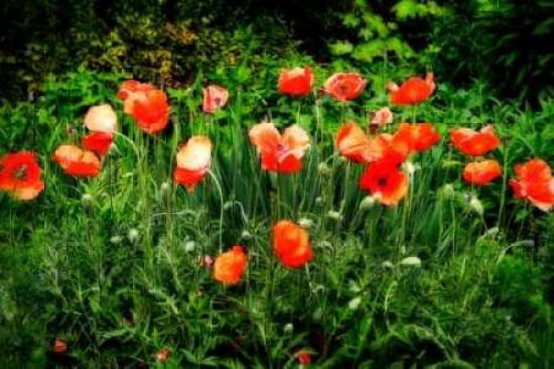 Poppies II Canvas Art - Alan Hausenflock (20 x 28)