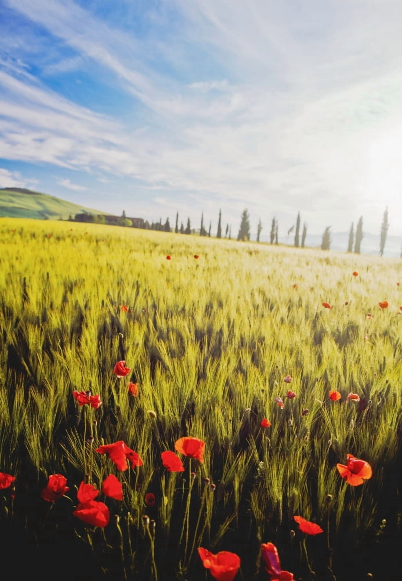 Poppies In Wheat Field At Dawn Canvas Art - Ian Cumming Design Pics (24 x 36)